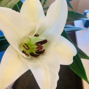 花粉がつく